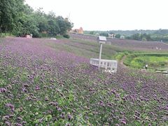 -大塘金香草谷