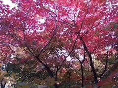 -龙道沟景区