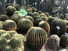-南山植物园