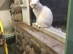 -猫咪博物馆(顶澳仔猫街店)