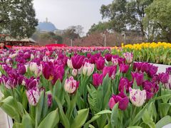 -南山植物园