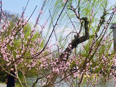 -柳浪闻莺公园