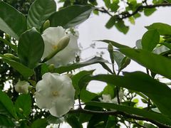 -松山湖梦幻百花洲