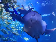 -太平洋海底世界