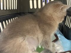 -艾贝尔宠物医院·24H转诊中心·肿瘤猫专科(江宁双龙店)