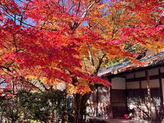 -西芳寺(苔寺)
