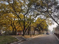 -八大关景区