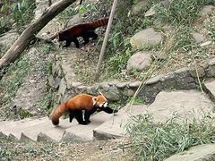 -都江堰中华大熊猫苑