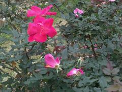 -人民公园(罗湖区)