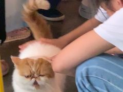 -喵屿·大理花园猫咖