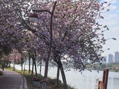 -鹤之洲湿地公园