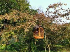 -铁山坪森林公园