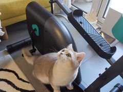 -猫大福·Fortune Cat猫舍(百子湾店)