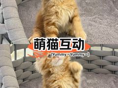 -lincat·猫舍(广州店)