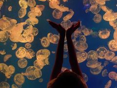 -江和美海洋公园