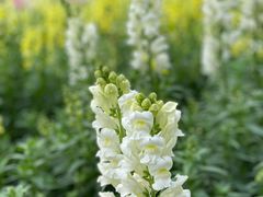 -天适樱花悠乐园