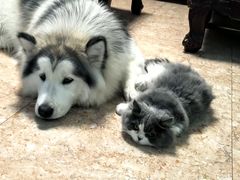 -宠物星动物医院·眼科·异宠·猫科(江南大道总院)