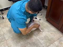 -美联众合动物医院·24h转诊中心