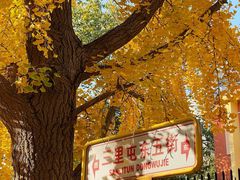 -三里屯东五街银杏大道
