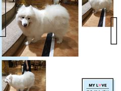 -more than meow吴止猫主题餐厅(承德 中船汇店)