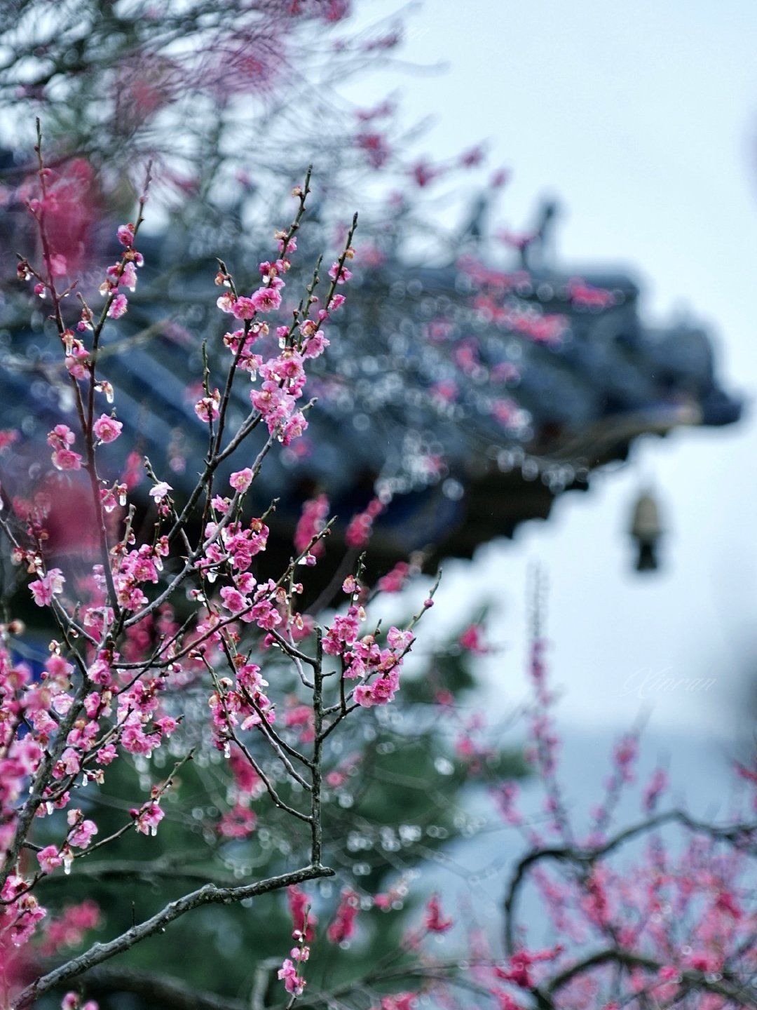 南京梅花山的梅花都开了