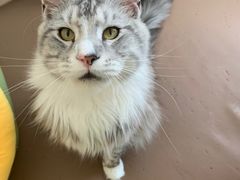 -猫在这儿猫咪咖啡馆·撸猫馆