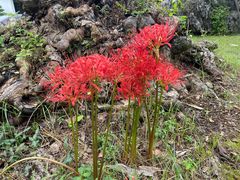 -木子山庄·安徽省老字号·中国炖锅宴