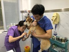 -伟伟宠物医院·CT影像中心·瑞派犬猫综合性门诊(汉口总院)