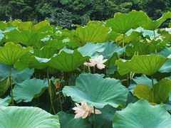 -龙头寺公园