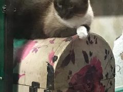 -猫咪博物馆(顶澳仔猫街店)