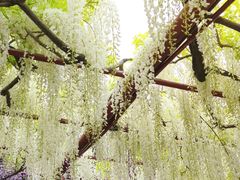 -嘉定紫藤园
