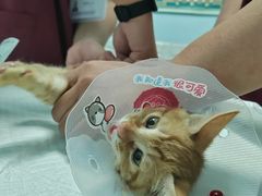 -纳吉亚猫专科动物医院博雅分院