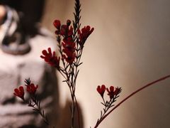 -觀芷隐轩