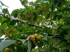 -樱桃山旅游景区