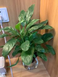 -丝客富脱发养发头皮馆