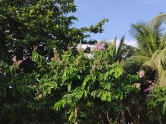 -万绿园