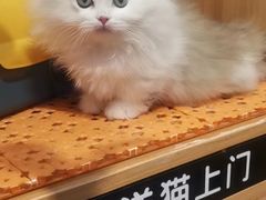 -欣宠猫屋·矮脚拿破仑·蓝金金渐层