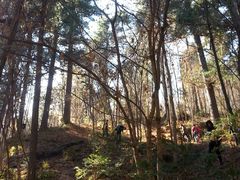 景点-五营红松林海景区