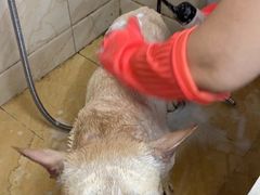 -美联众合动物医院·24h京西诊疗中心