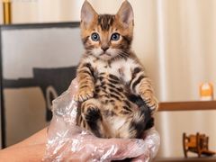 -小猫来了·猫舍(红山六九七九店)
