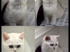 -lincat·猫舍(广州店)