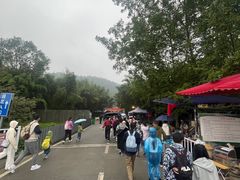-都江堰中华大熊猫苑