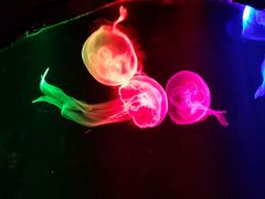 android_upload_pic-南昌海洋公园