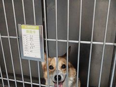 -瑞鹏宠物医院·爱宠堂·骨外专科(西荷分院)