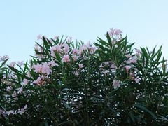 -深圳湾公园(南山区)