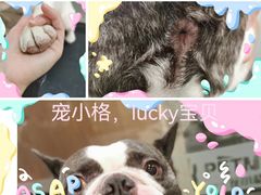 -宠小格时尚宠物生活馆(唐镇店)