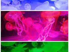 -上海海昌海洋公园