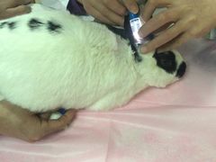 -北京观赏动物医院·24小时大型综合·猫专科·异宠专科