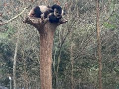 -都江堰中华大熊猫苑