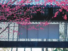 -合肥滨湖国家森林公园